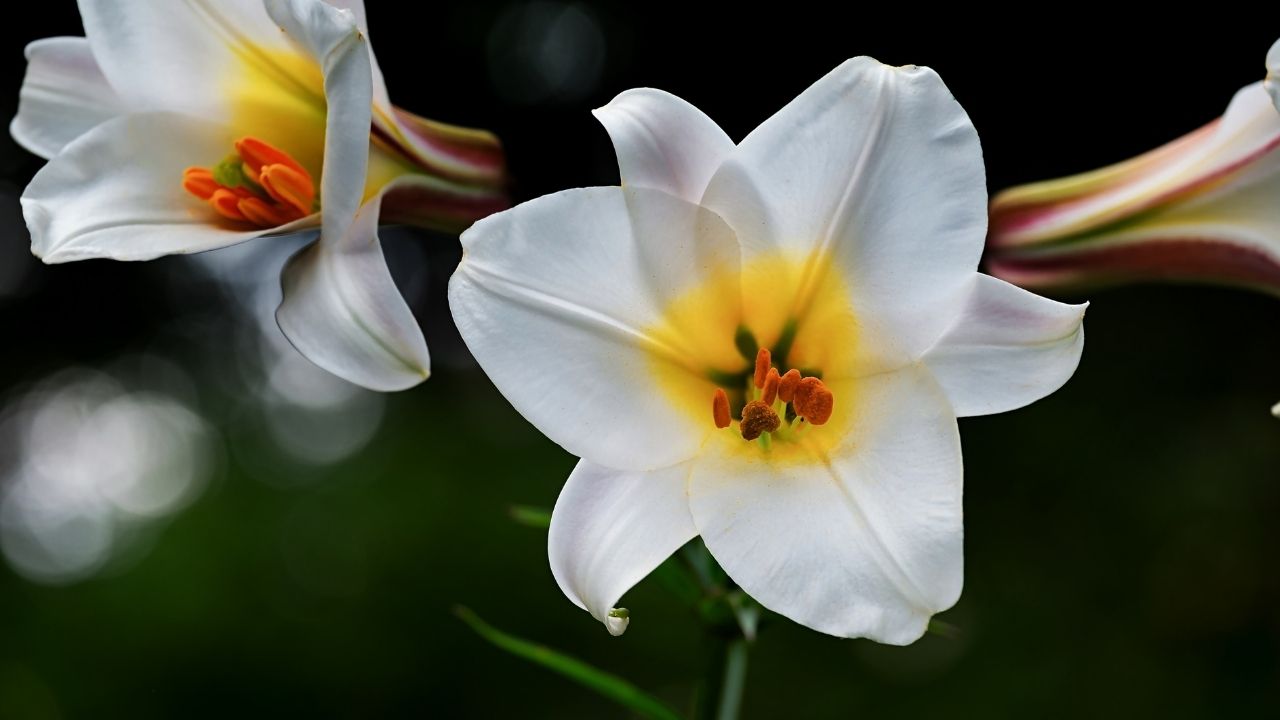 Yaz Çiçekleri İçin İlkbaharda Dikilecek 10 Soğan Önerisi